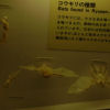 Ryusendo Caves