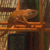Ueno District, Zoo and Park