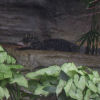 Ueno District, Zoo and Park