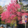 Ueno District, Zoo and Park