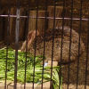Ueno District, Zoo and Park