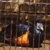 Ueno District, Zoo and Park