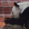 Ueno District, Zoo and Park