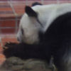 Ueno District, Zoo and Park