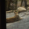 Ueno District, Zoo and Park