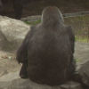 Ueno District, Zoo and Park