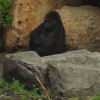 Ueno District, Zoo and Park