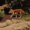 Ueno District, Zoo and Park