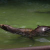 Ueno District, Zoo and Park