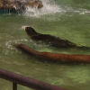 Ueno District, Zoo and Park