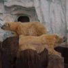 Ueno District, Zoo and Park