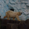 Ueno District, Zoo and Park