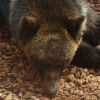 Ueno District, Zoo and Park