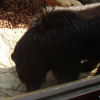 Ueno District, Zoo and Park