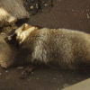 Ueno District, Zoo and Park