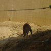 Ueno District, Zoo and Park