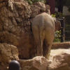 Ueno District, Zoo and Park