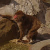 Ueno District, Zoo and Park