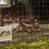 Ueno District, Zoo and Park