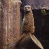 Ueno District, Zoo and Park