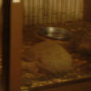 Ueno District, Zoo and Park