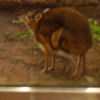 Ueno District, Zoo and Park