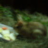 Ueno District, Zoo and Park