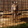 Ueno District, Zoo and Park