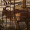 Ueno District, Zoo and Park