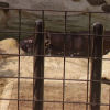 Ueno District, Zoo and Park