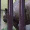 Ueno District, Zoo and Park