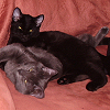 Phantom and Goliath