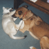 Gabe and Tippy