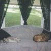 Gabe and Tippy