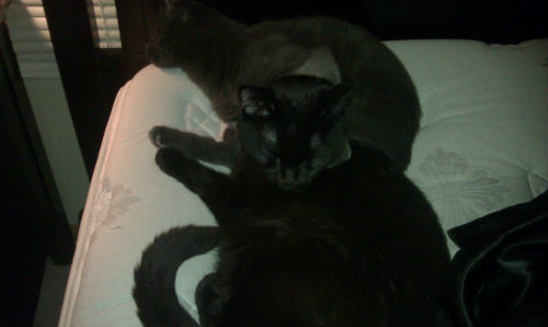 IMAG0304 These are cats not fish